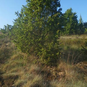 Photographie n°2140713 du taxon Juniperus communis L. [1753]