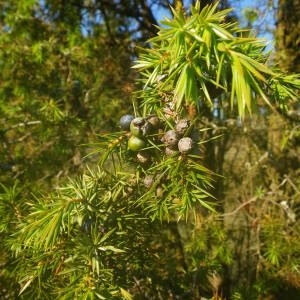 Photographie n°2140714 du taxon Juniperus communis L. [1753]