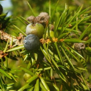 Photographie n°2140716 du taxon Juniperus communis L. [1753]