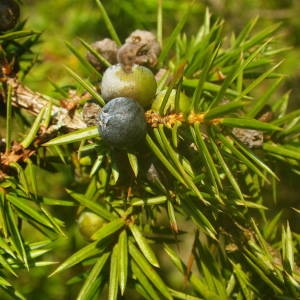 Photographie n°2140717 du taxon Juniperus communis L. [1753]