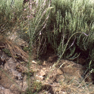 Photographie n°2140719 du taxon Anarrhinum bellidifolium (L.) Willd. [1800]