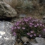  Liliane Roubaudi - Chaenorhinum origanifolium (L.) Kostel. [1844]