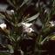  Liliane Roubaudi - Gratiola officinalis L. [1753]