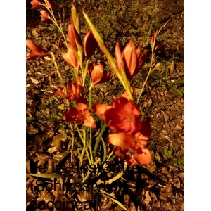 Schizostylis ixioides Harv. ex Baker