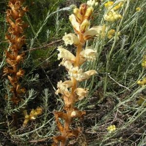 Photographie n°2140787 du taxon Orobanche artemisiae-campestris Vaucher ex Gaudin