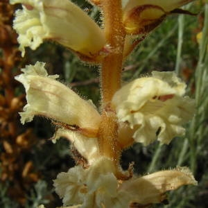 Photographie n°2140788 du taxon Orobanche artemisiae-campestris Vaucher ex Gaudin