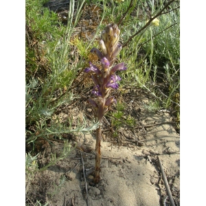 Phelipanche purpurea subsp. bohemica (Čelak.) Zazvorka