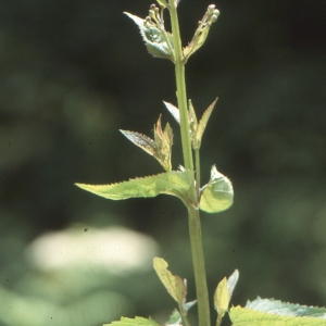 Photographie n°2140833 du taxon Scrophularia nodosa L. [1753]