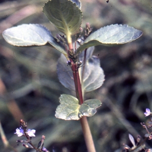 Photographie n°2140860 du taxon Veronica beccabunga L. [1753]