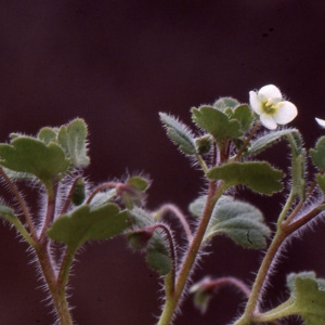 Photographie n°2140875 du taxon Veronica cymbalaria Bodard [1798]