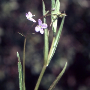 Photographie n°2140880 du taxon Veronica scutellata L. [1753]