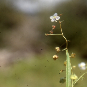 Photographie n°2140882 du taxon Veronica scutellata L. [1753]