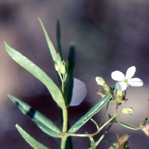 Photographie n°2140884 du taxon Veronica scutellata L. [1753]