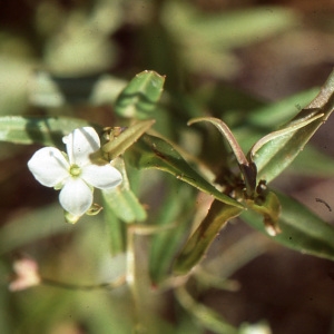 Photographie n°2140887 du taxon Veronica scutellata L. [1753]