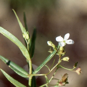 Photographie n°2140889 du taxon Veronica scutellata L. [1753]