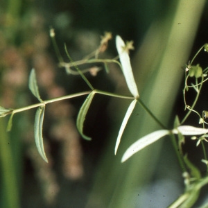 Photographie n°2140895 du taxon Veronica scutellata L. [1753]