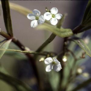 Photographie n°2140896 du taxon Veronica scutellata L. [1753]