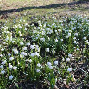 Photographie n°2140900 du taxon Leucojum vernum L. [1753]