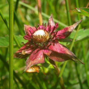 Photographie n°2140904 du taxon Comarum palustre L. [1753]