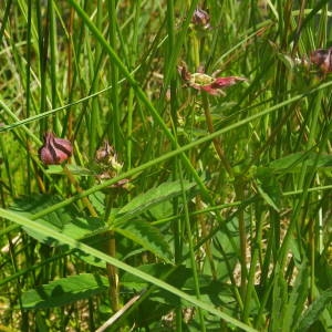 Photographie n°2140906 du taxon Comarum palustre L. [1753]