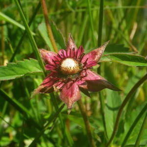 Photographie n°2140907 du taxon Comarum palustre L. [1753]