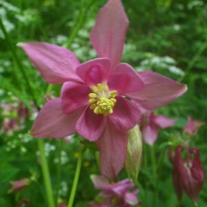 Photographie n°2140919 du taxon Aquilegia vulgaris L. [1753]