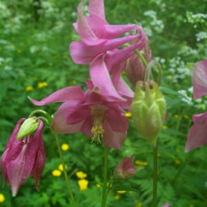 Photographie n°2140920 du taxon Aquilegia vulgaris L. [1753]