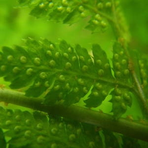 Photographie n°2140923 du taxon Dryopteris carthusiana (Vill.) H.P.Fuchs [1959]