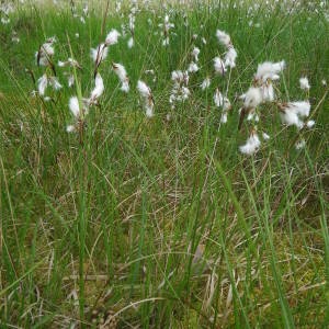 Photographie n°2140932 du taxon Eriophorum angustifolium Honck. [1782]