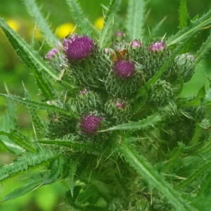 Photographie n°2140936 du taxon Cirsium palustre (L.) Scop. [1772]