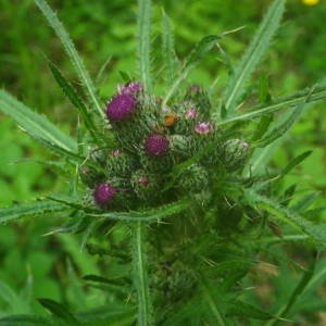 Photographie n°2140937 du taxon Cirsium palustre (L.) Scop. [1772]