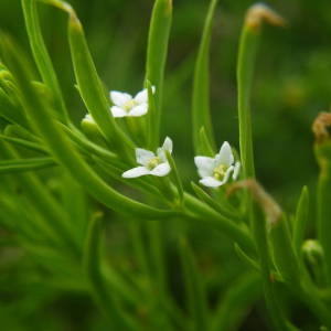 Photographie n°2140965 du taxon Thesium alpinum L. [1753]