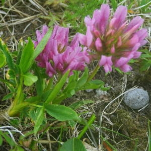 Photographie n°2140970 du taxon Trifolium alpinum L. [1753]
