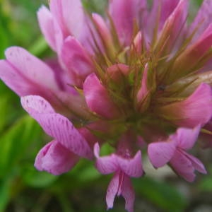 Photographie n°2140971 du taxon Trifolium alpinum L. [1753]