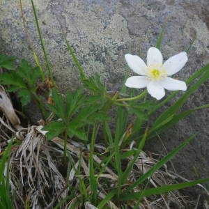 Photographie n°2140980 du taxon Anemone nemorosa L. [1753]