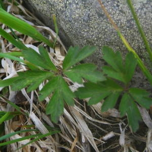 Photographie n°2140982 du taxon Anemone nemorosa L. [1753]