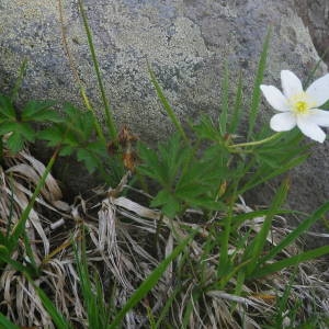 Photographie n°2140984 du taxon Anemone nemorosa L. [1753]