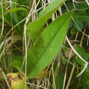 Photographie n°2140987 du taxon Pulmonaria angustifolia L.