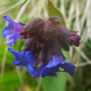 Photographie n°2140988 du taxon Pulmonaria angustifolia L.