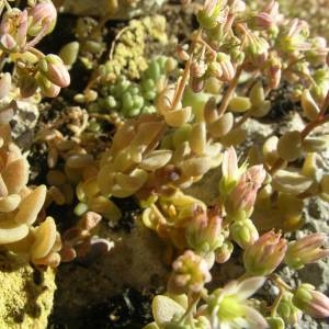 Photographie n°2141008 du taxon Sedum dasyphyllum L. [1753]