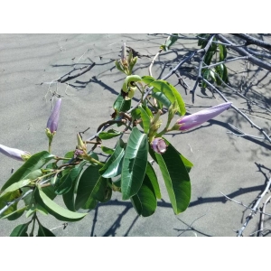 Cryptostegia grandiflora (Roxb.) R. Br. (Allamanda pourpre)