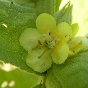 Photographie n°2141058 du taxon Verbascum thapsus L. [1753]