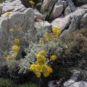 Photographie n°2141083 du taxon Jacobaea maritima (L.) Pelser & Meijden [2005]