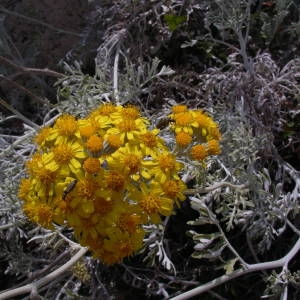 Photographie n°2141085 du taxon Jacobaea maritima (L.) Pelser & Meijden [2005]