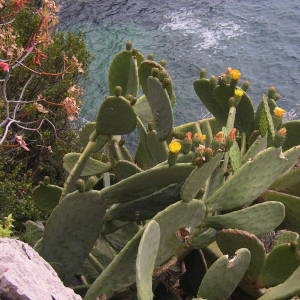 Photographie n°2141096 du taxon Opuntia ficus-indica (L.) Mill. [1768]