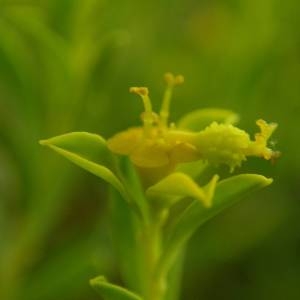 Photographie n°2141105 du taxon Euphorbia spinosa L. [1753]
