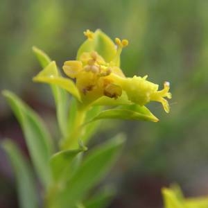 Photographie n°2141106 du taxon Euphorbia spinosa L. [1753]