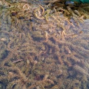 Photographie n°2141130 du taxon Elodea canadensis Michx. [1803]