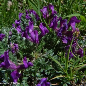 Photographie n°2141140 du taxon Oxytropis halleri Bunge ex W.D.J.Koch [1844]