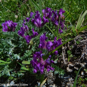 Photographie n°2141141 du taxon Oxytropis halleri Bunge ex W.D.J.Koch [1844]